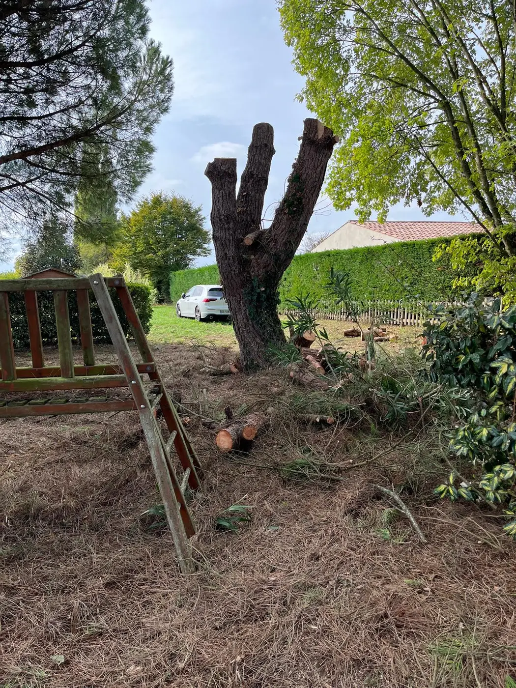 Abattage d'un arbre dans le jardin d'un particulier à Royan