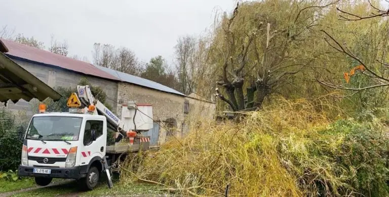 Taille de saules et évacuation des déchets verts